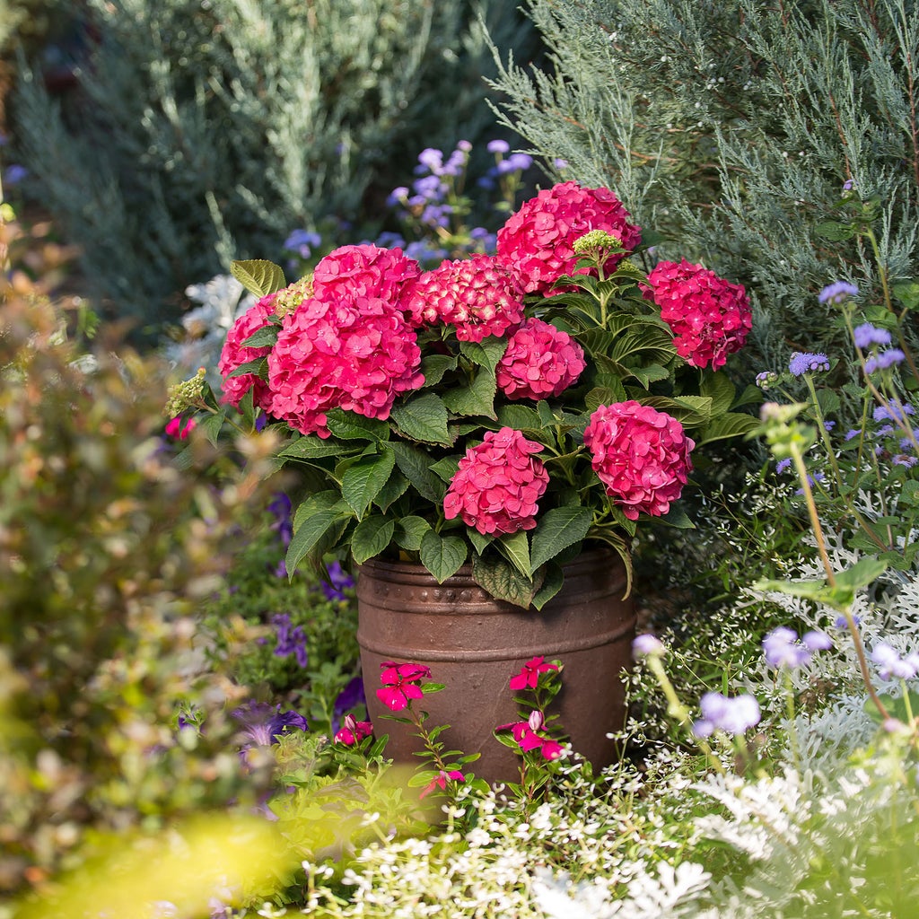 Color: Summer Crush Hydrangea