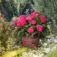 Color: Summer Crush Hydrangea