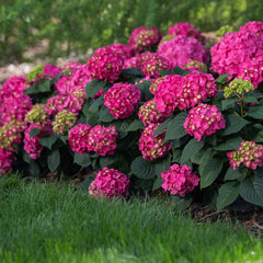Color: Summer Crush Hydrangea