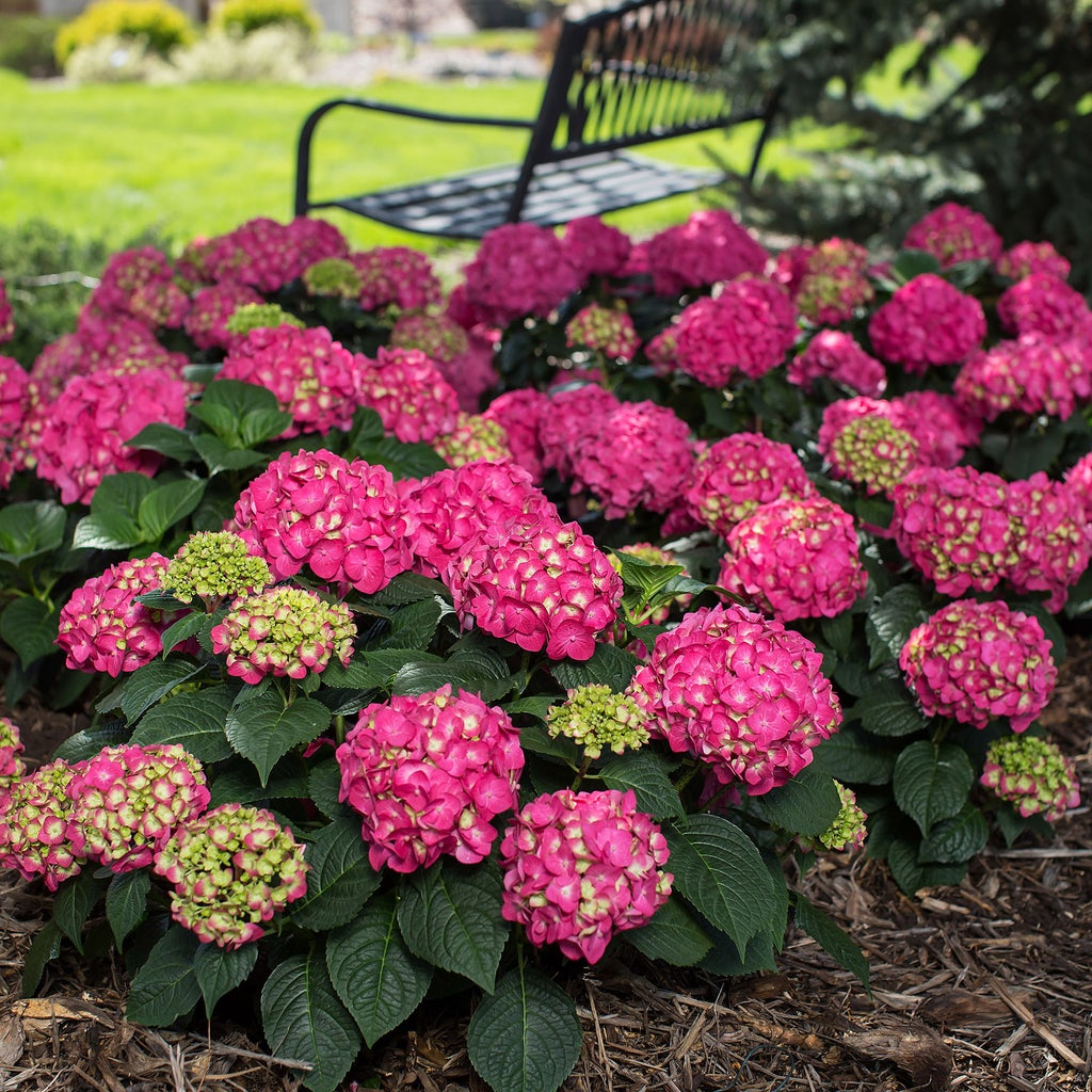 Color: Summer Crush Hydrangea