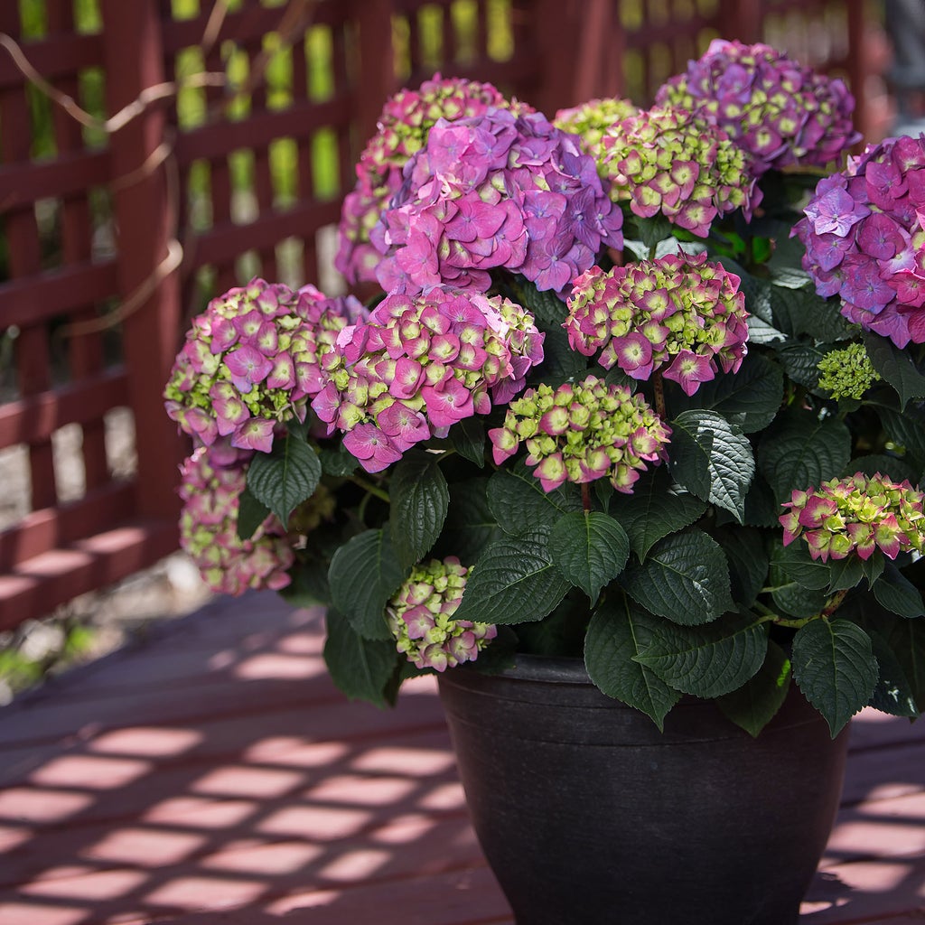 Color: Summer Crush Hydrangea