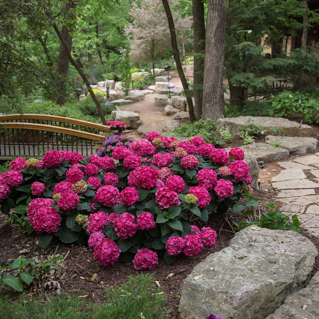 Color: Summer Crush Hydrangea