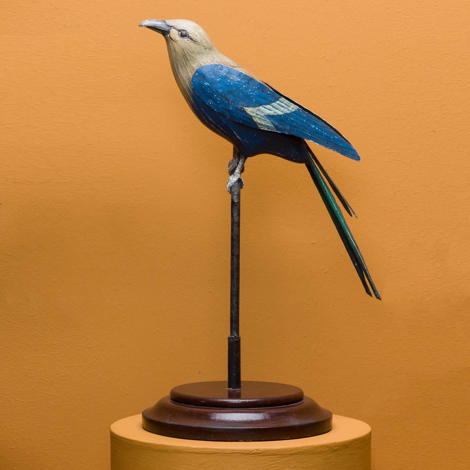 BLUE BELLIED ROLLER