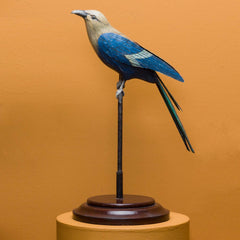 BLUE BELLIED ROLLER