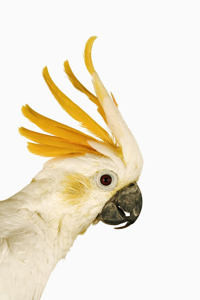 Cockatiel