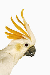 Cockatiel