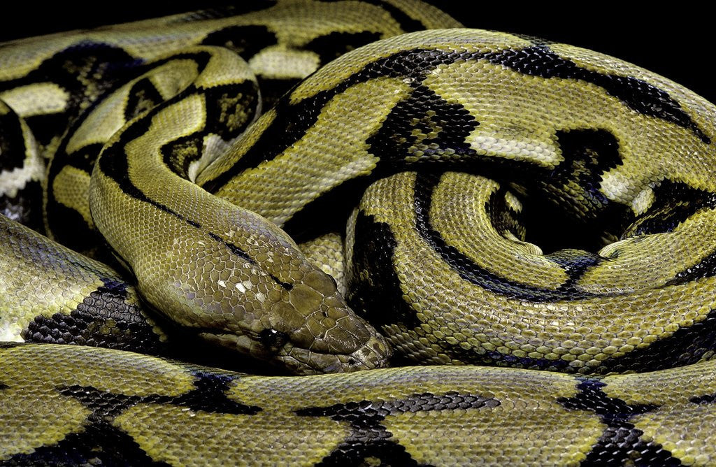 Python reticulatus f.tiger (reticulated python)
