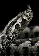 Vipera ammodytes (nose-horned viper)