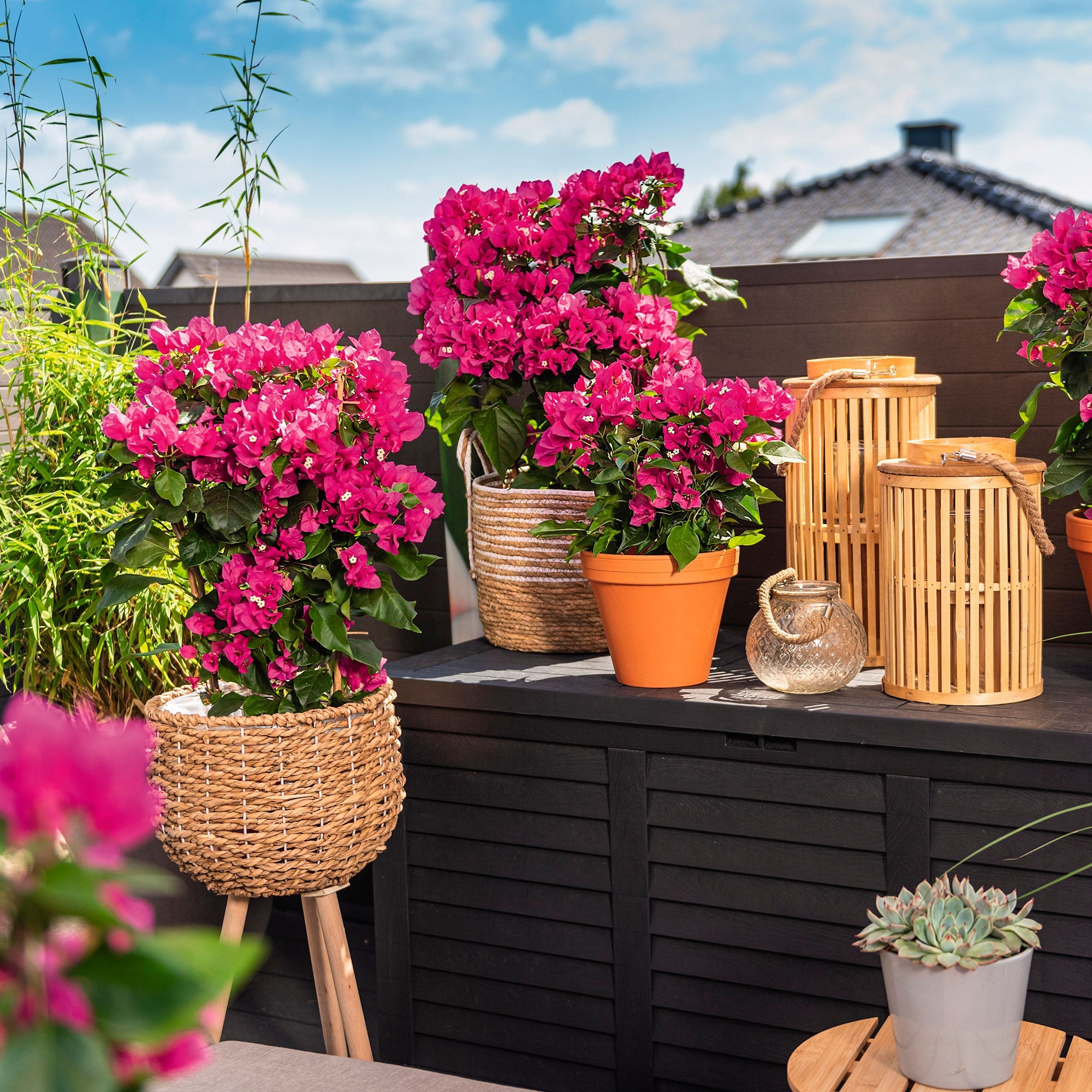 Bougainvillea 'Vera Deep Purple' Purple incl. frame