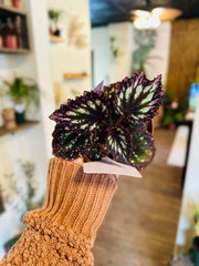 4" Begonia Fireworks