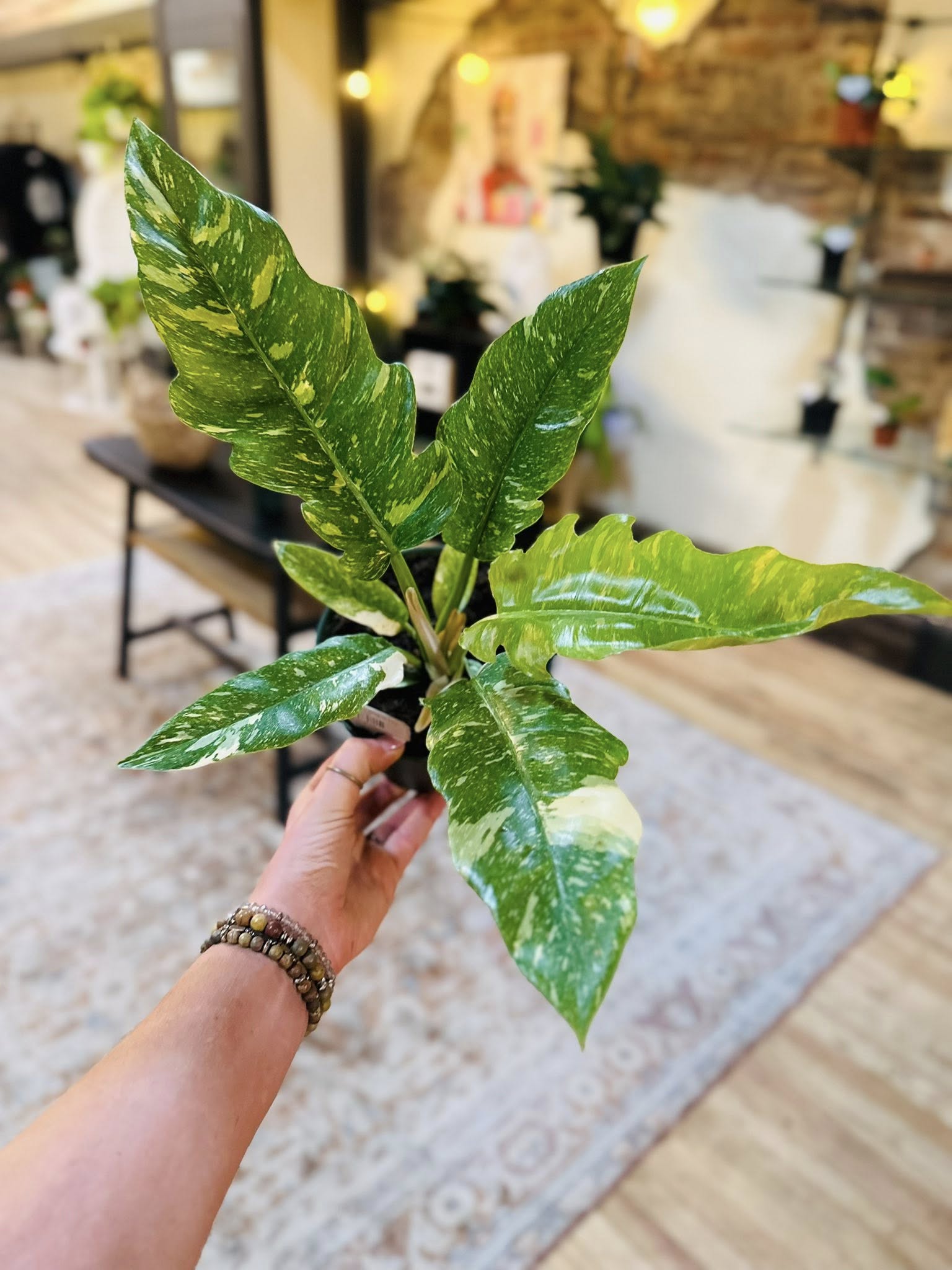 6" Philodendron Ring of Fire