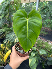 Philodendron Billienum hybrid (Billietiae X Pastazanum)