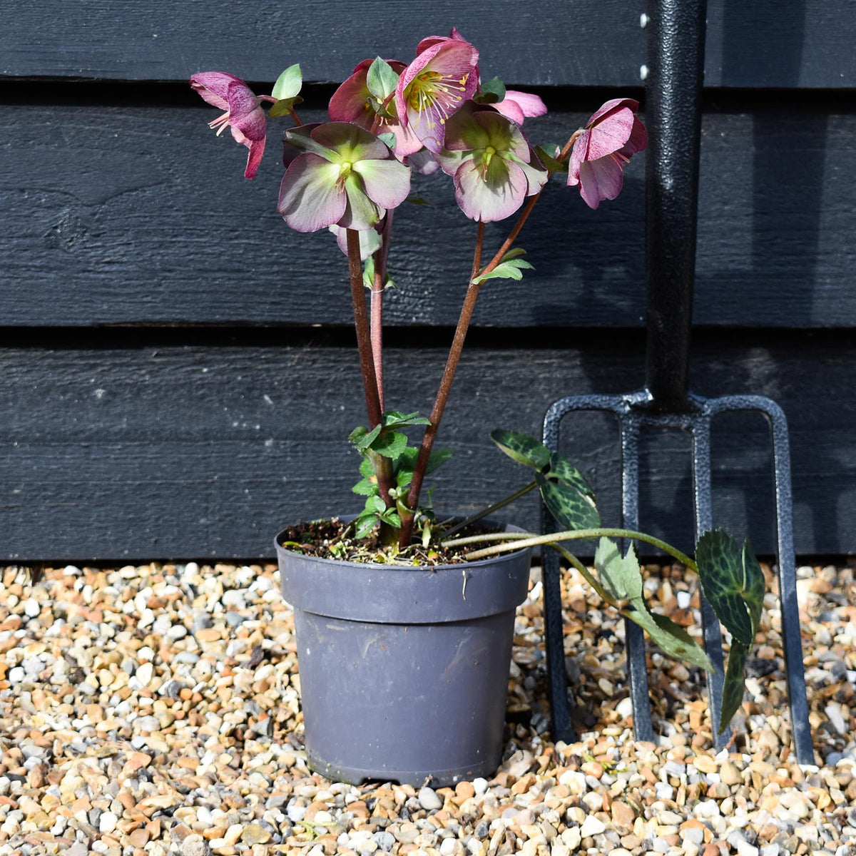 Helleborus 'Elemental' - Perennial - Height 40-50cm - 2lt