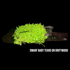 Dwarf Baby Tears On Driftwood