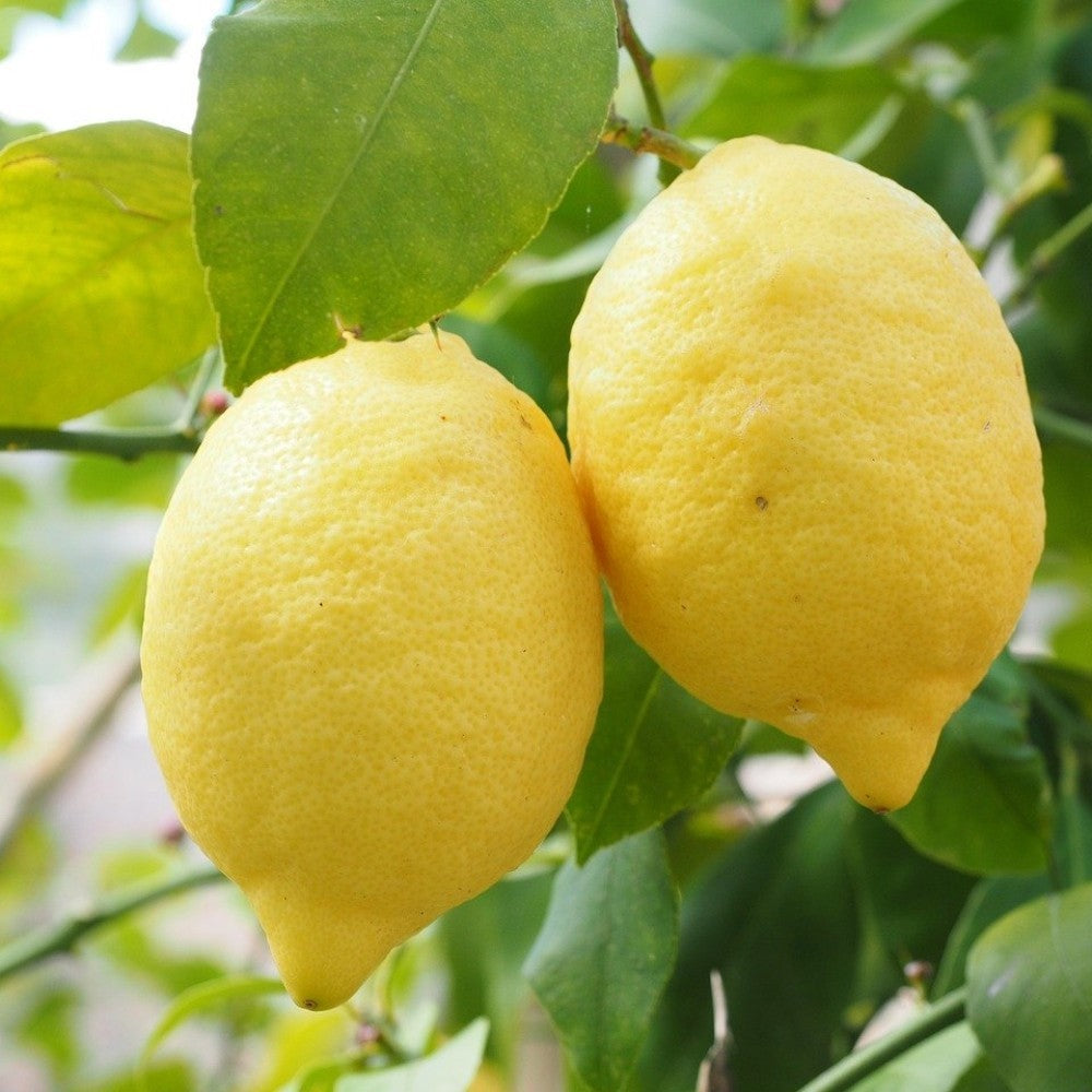 PIANTA DI LIMONE DI SORRENTO/SFUSATO in mastello 35 età 5/6 anni (foto reali)