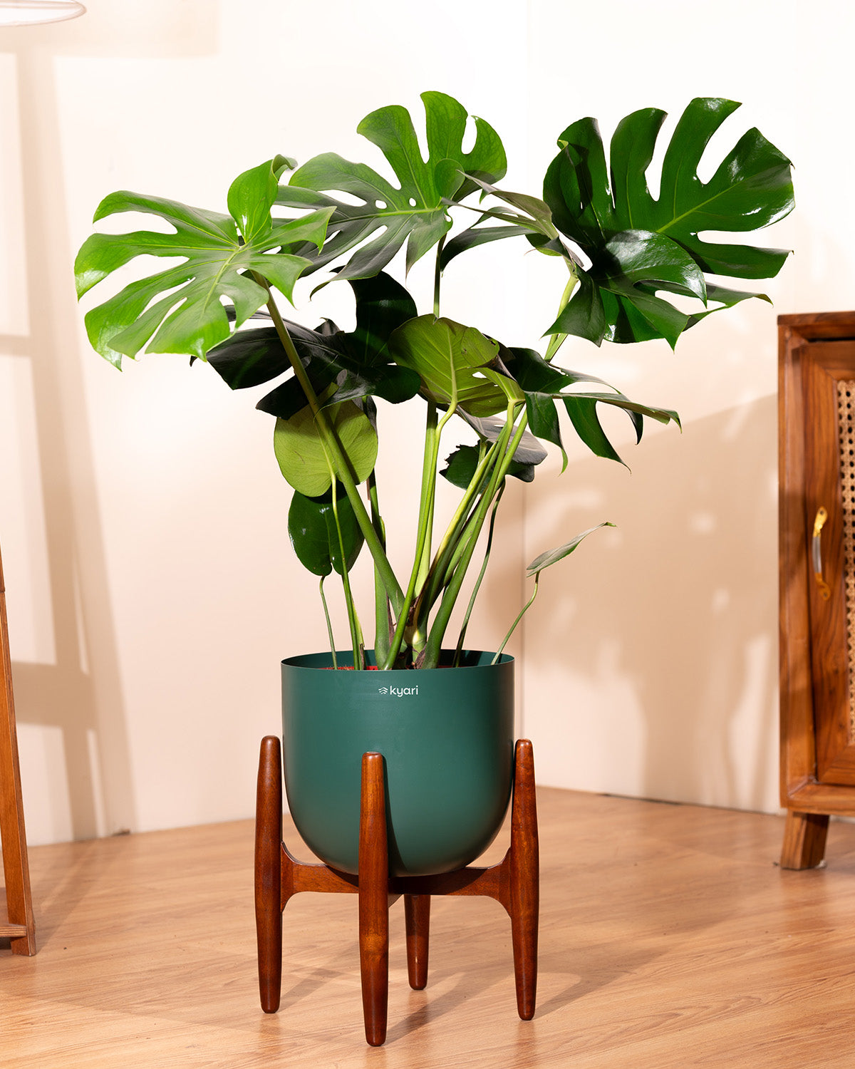 Monstera Deliciosa with Metal Self Watering Pot