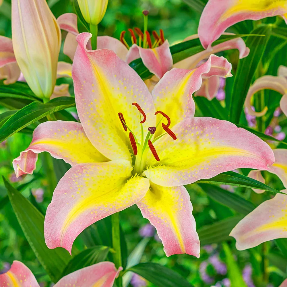 Oriental Lily Hocus Pocus