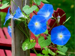 Ipomoea - Vindel, Heavenly Blue - frø