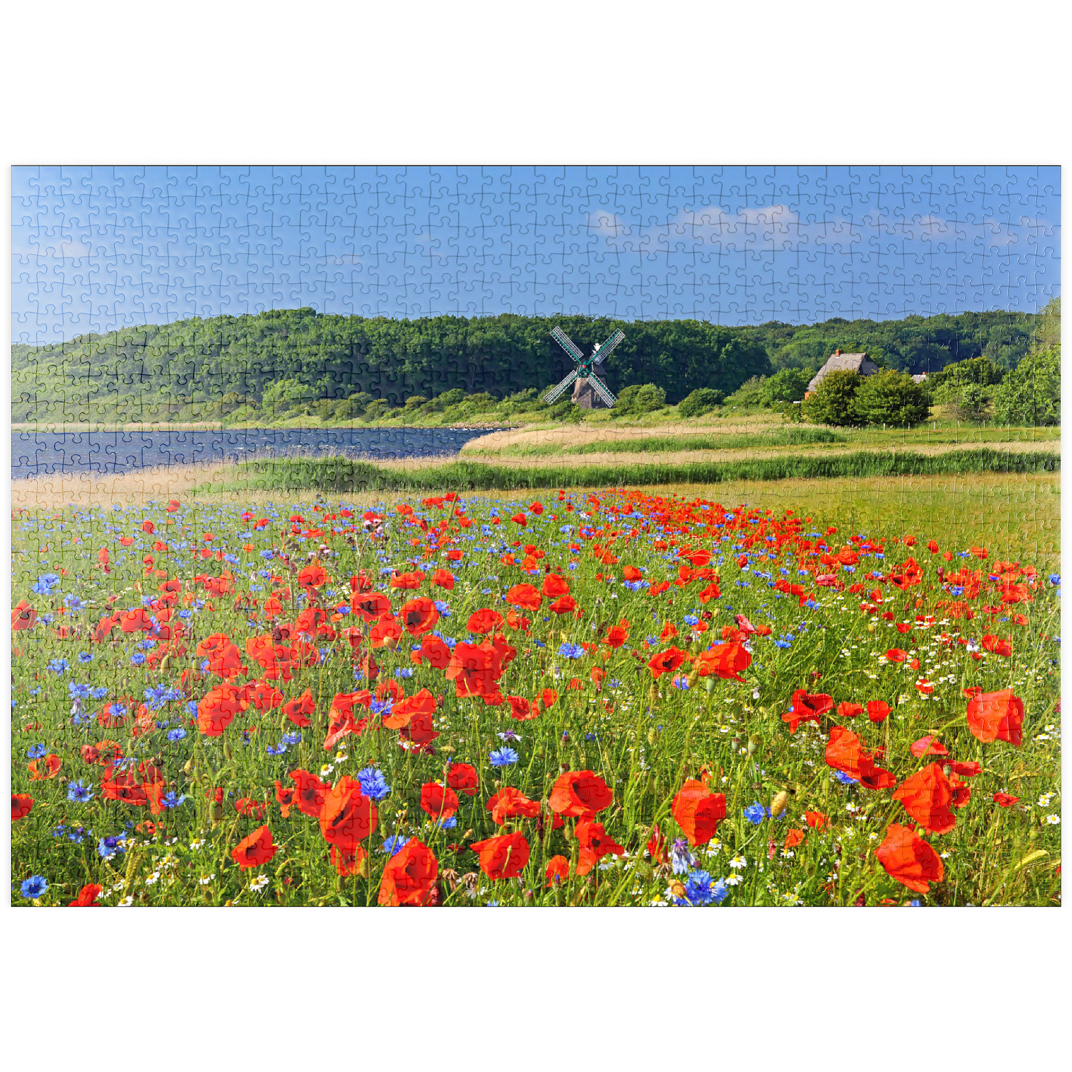 puzzleplate Mohnblumenfeld mit Blick zur Windmühle Charlotte in der Geltinger Birk, Geltinger Bucht 1000 Puzzle