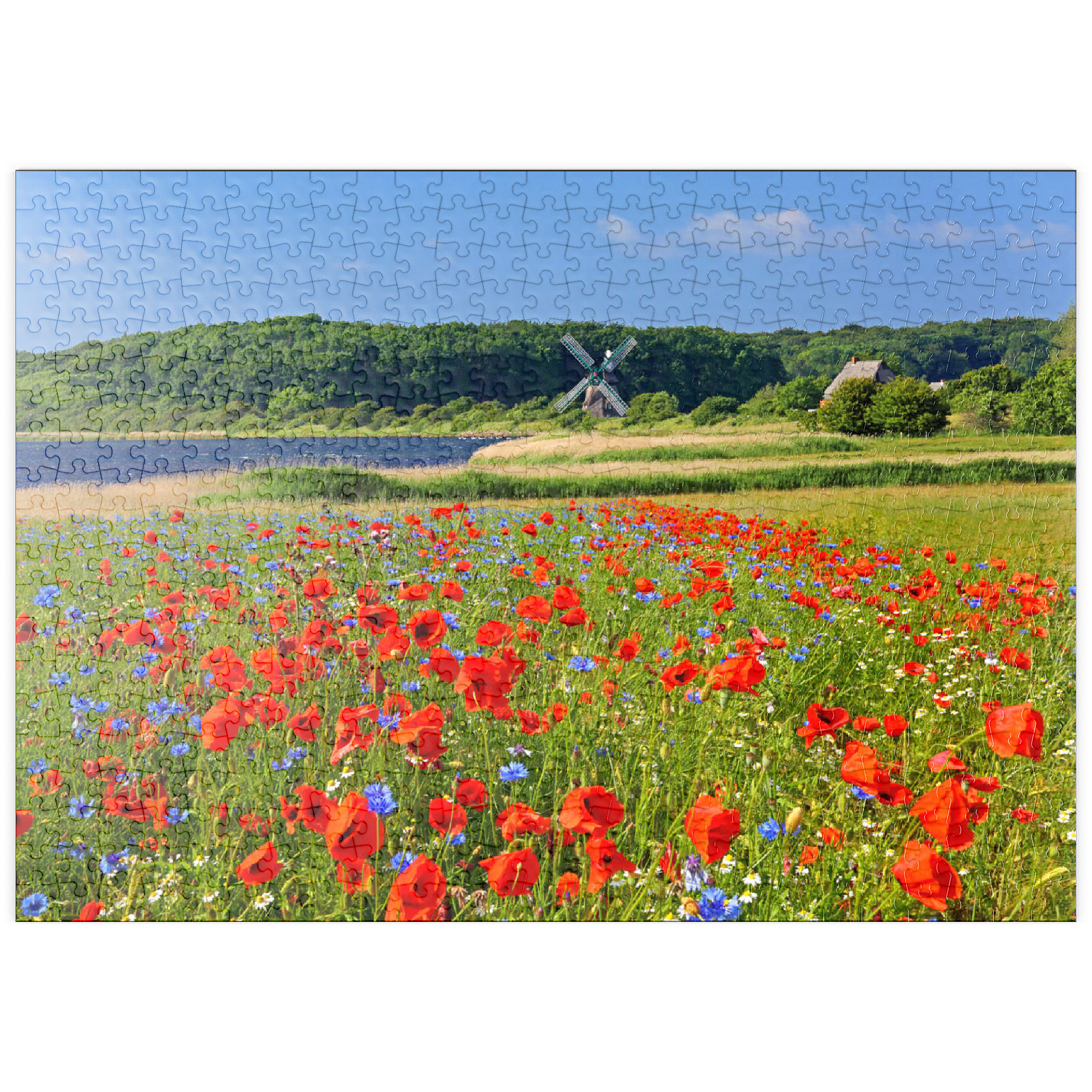 puzzleplate Mohnblumenfeld mit Blick zur Windmühle Charlotte in der Geltinger Birk, Geltinger Bucht 500 Puzzle