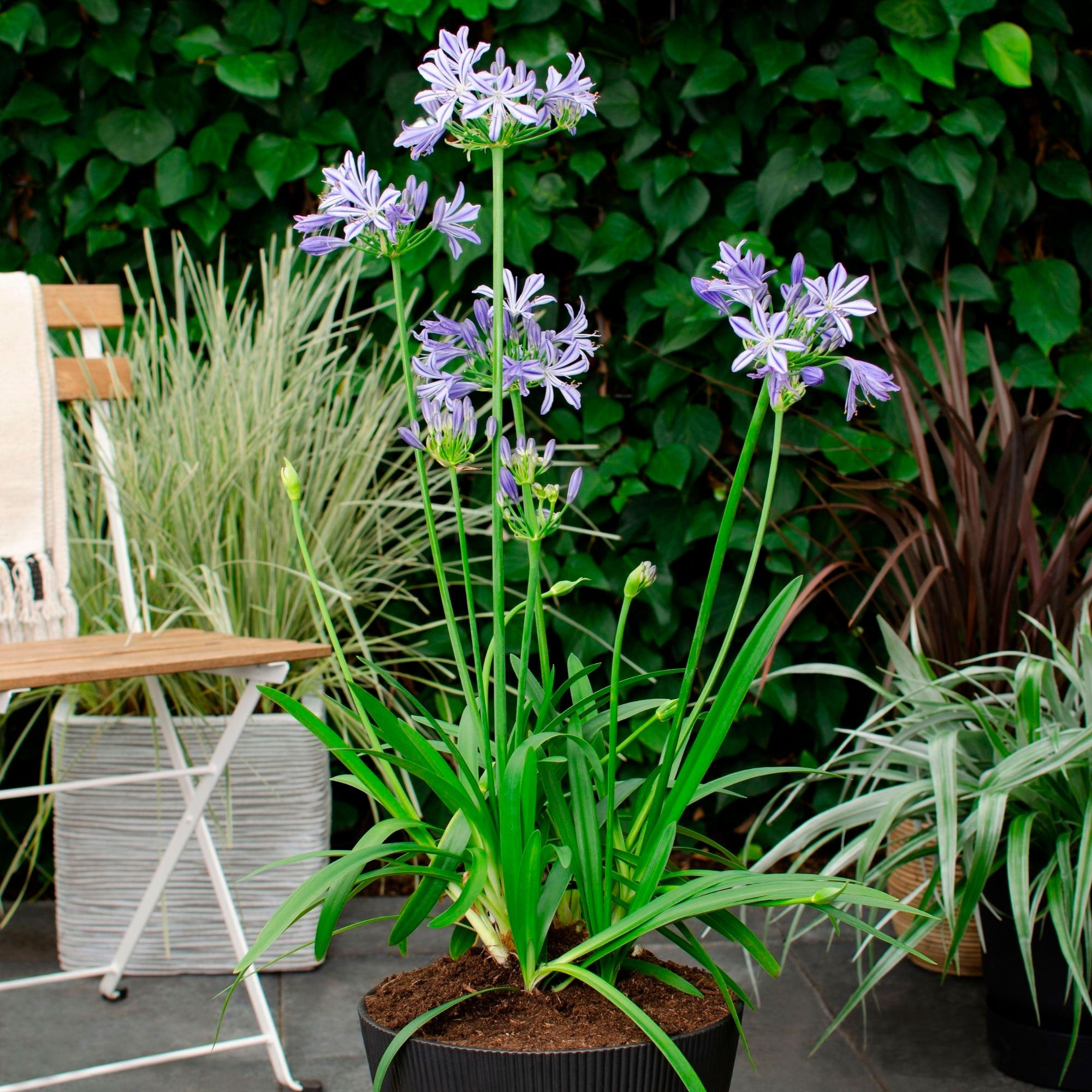 Lis africain Agapanthus 'Charlotte' Bleu