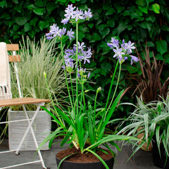 Lis africain Agapanthus 'Charlotte' Bleu
