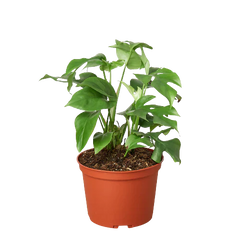 Rhaphidophora Tetrasperma live plant