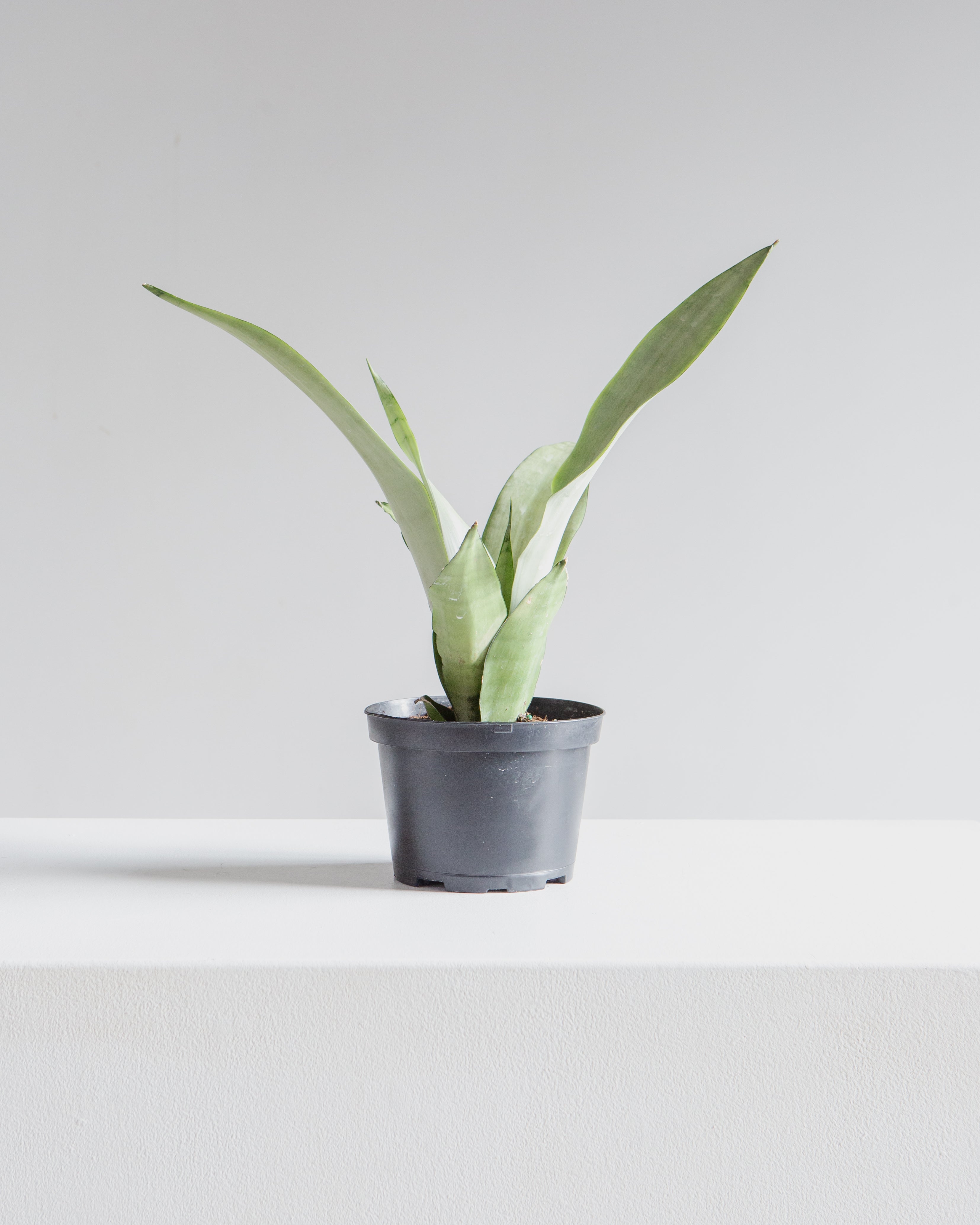 Moonshine Snake Plant: Sansevieria trifasciata - 6 inch pot — indoor plant — indoor plant for sale by Promise Supply for delivery and pickup in Toronto.