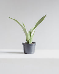 Moonshine Snake Plant: Sansevieria trifasciata - 6 inch pot — indoor plant — indoor plant for sale by Promise Supply for delivery and pickup in Toronto.