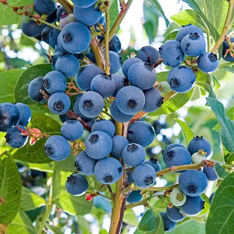 Ka Bluey Northern Highbush Blueberry Plant