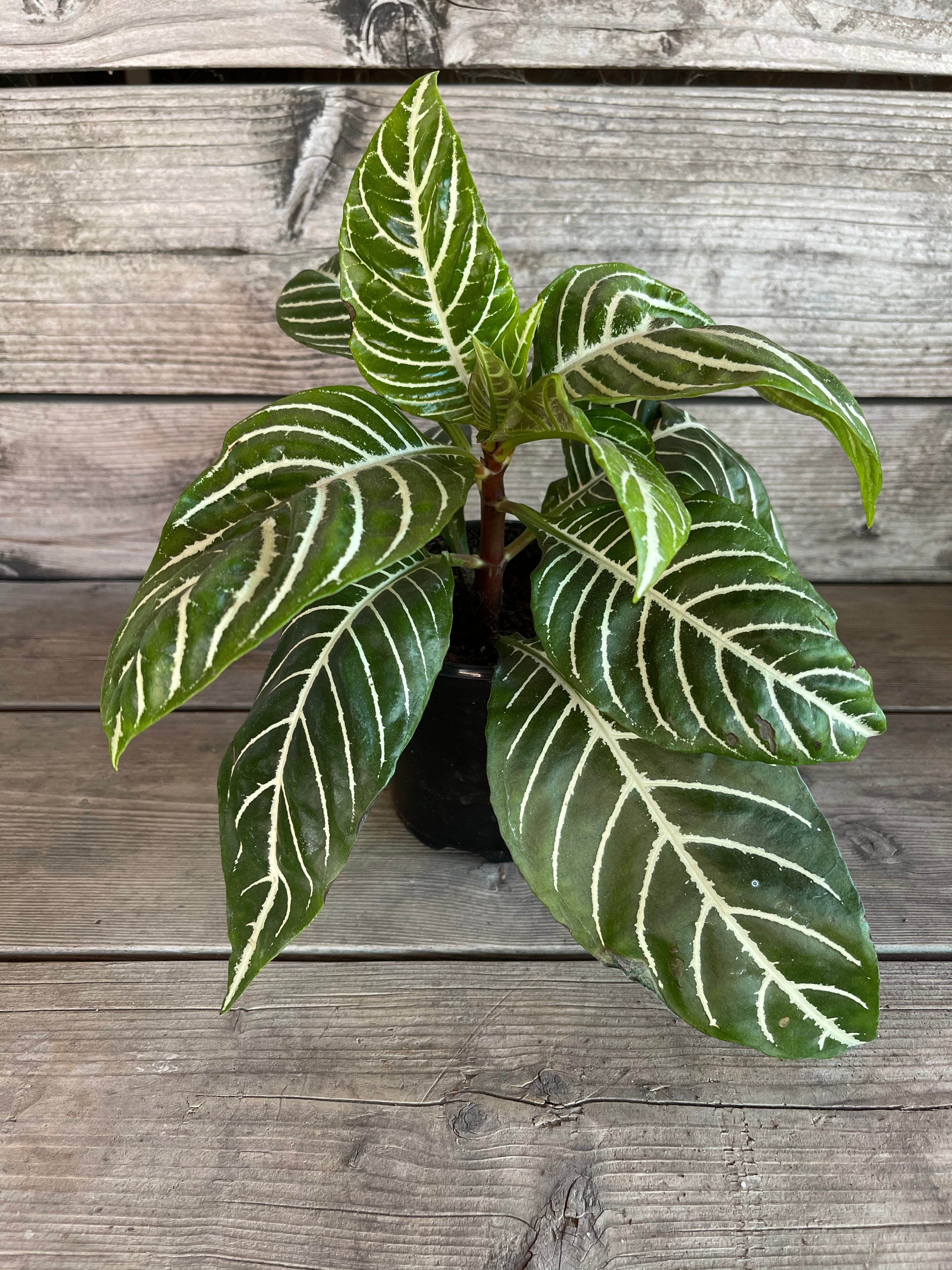 Aphelandra squarrosa (Zebra Plant)
