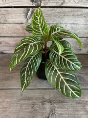 Aphelandra squarrosa (Zebra Plant)