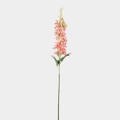 Mr.  Plant Delphinium 75cm, rosa
