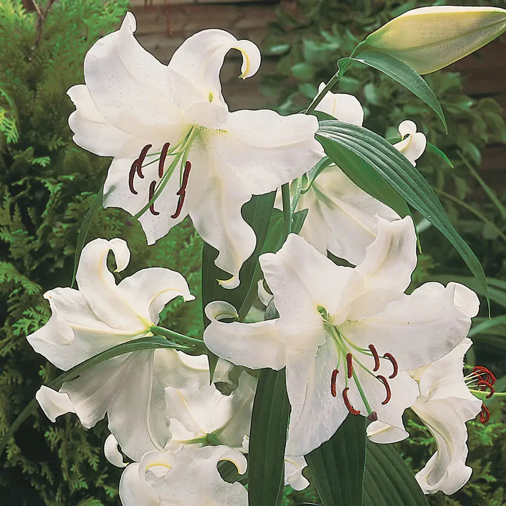 Casa Blanca Oriental Lily