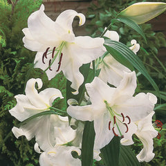 Casa Blanca Oriental Lily
