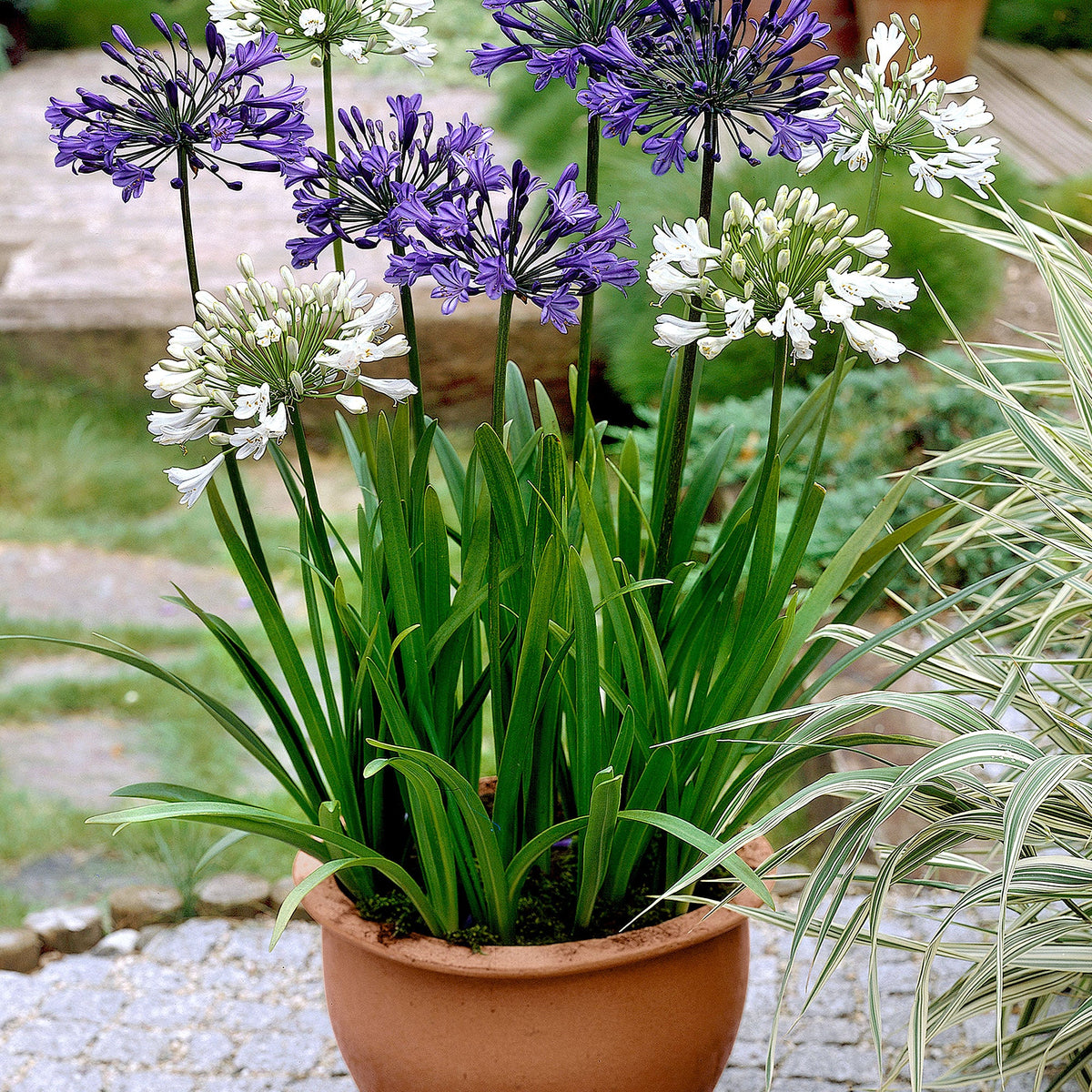 3x Agapanthe violet-blanc - Plants à racines nues