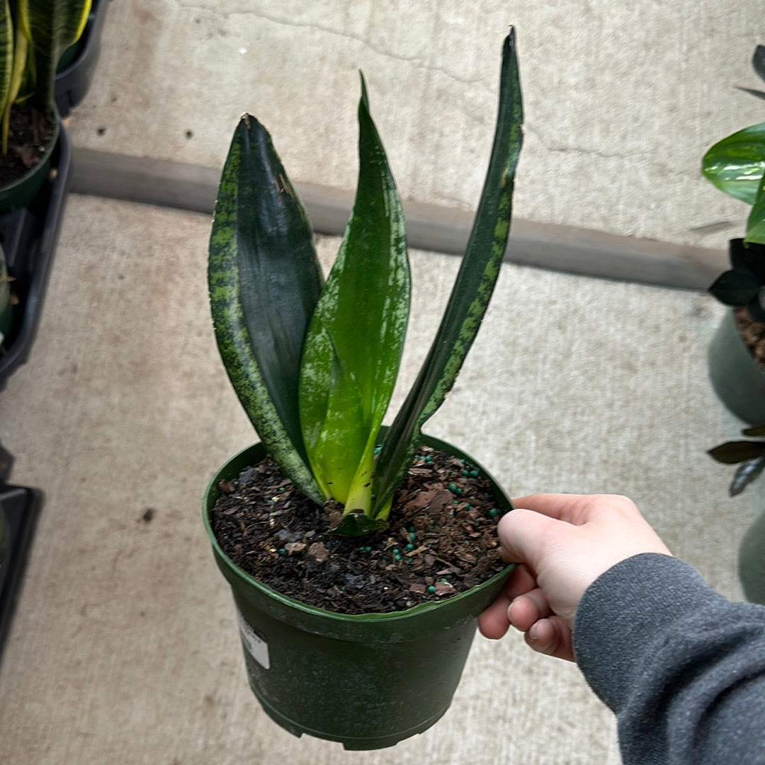 Sansevieria Whitney 6" - Snake Plant