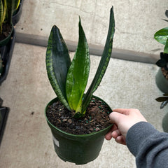 Sansevieria Whitney 6" - Snake Plant