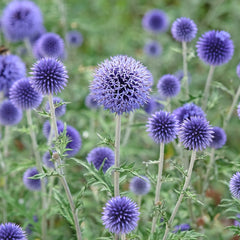 Ruthenische Kugeldistel - Bakker