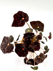 Begonia Purple Blush