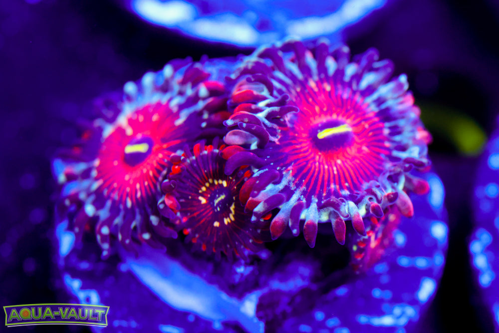 Salted Agave Zoa