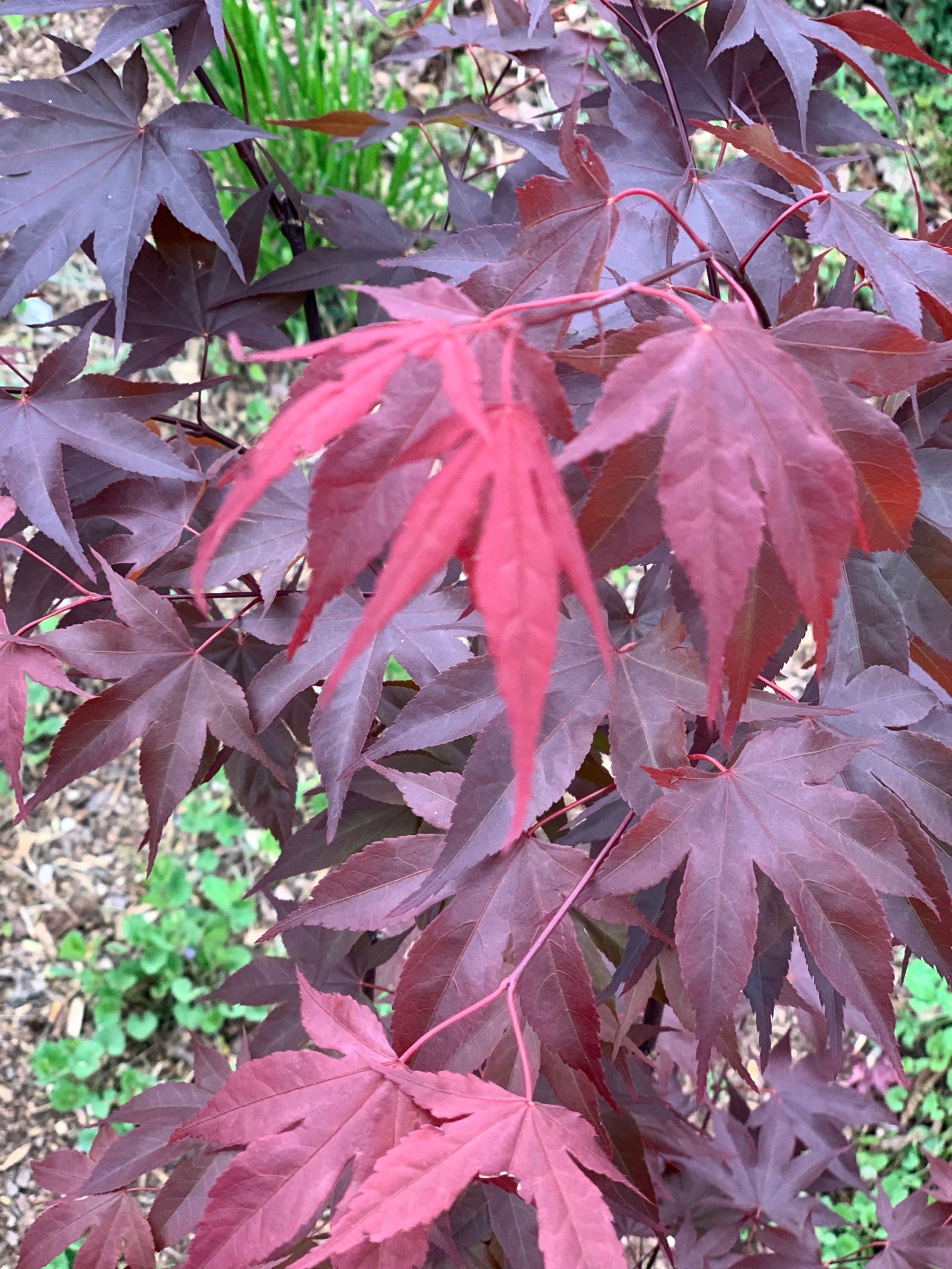 - Acer oliverianum ‘Hot Sauce’ Japanese Maple - Mr Maple │ Buy Japanese Maple Trees