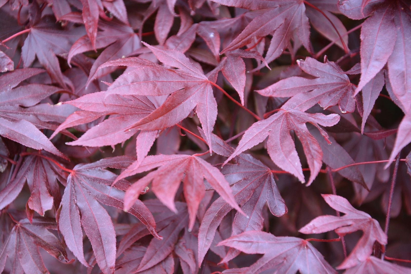 - Acer palmatum 'Adrian's Compact' Dwarf Red Japanese Maple Tree - Mr Maple │ Buy Japanese Maple Trees