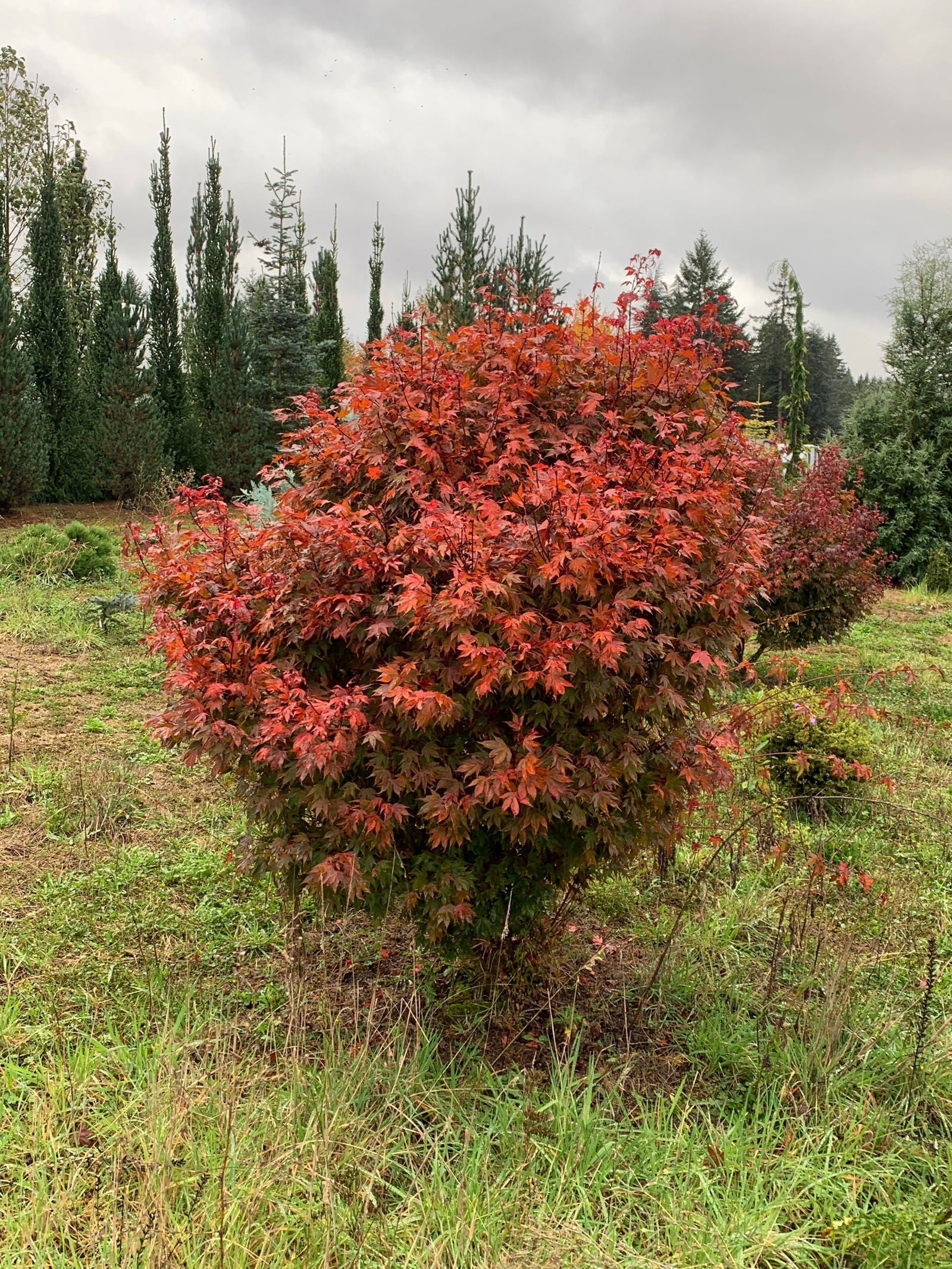 - Acer palmatum 'Adrian's Compact' Dwarf Red Japanese Maple Tree - Mr Maple │ Buy Japanese Maple Trees