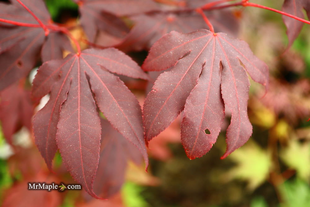 - Acer palmatum 'Adrian's Compact' Dwarf Red Japanese Maple Tree - Mr Maple │ Buy Japanese Maple Trees