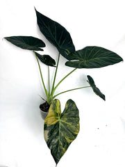 Alocasia_regal_shields_variegata