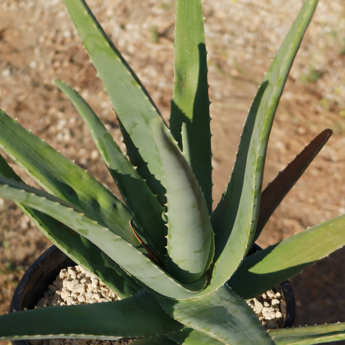 Close-up of Aloe Vera (Aloe barbadensis 'miller') with thick, pointed green leaves in a pot on a gravelly outdoor surface.