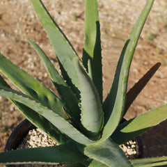 Close-up of Aloe Vera (Aloe barbadensis 'miller') with thick, pointed green leaves in a pot on a gravelly outdoor surface.