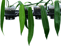 Anthurium pallidiflorum (medium)