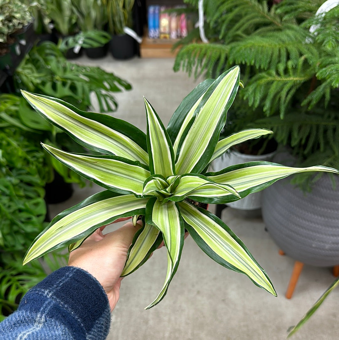 Dracaena sp. 'Malaika' 4"